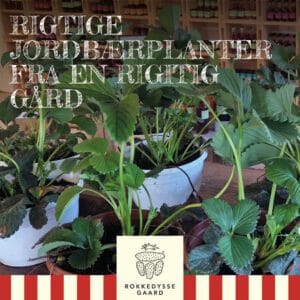Jordbærplanter "Rhumba" afhentning på Rokkedyssegaard 18. april 2026 (kl. 10 - 12)