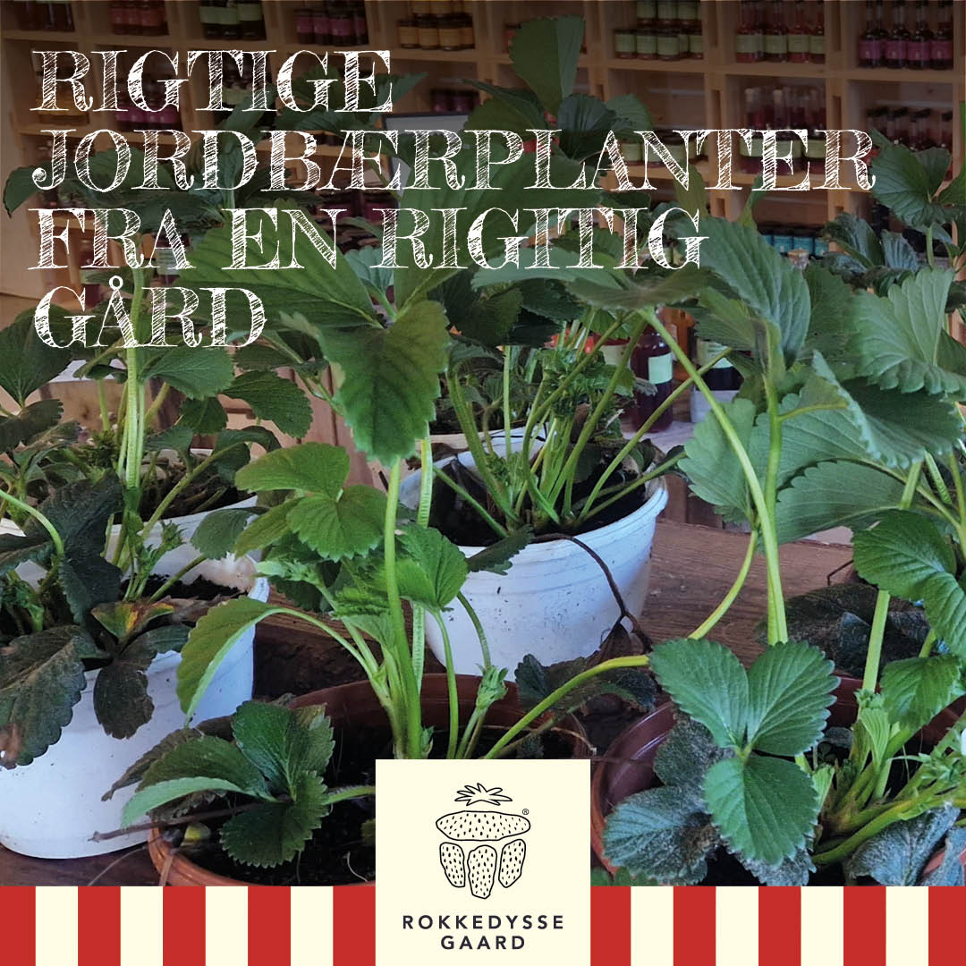 Jordbærplanter "Sweet Eve" afhentning på Rokkedyssegaard 18. april 2026 (kl. 10 - 12)