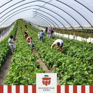 2026 Sæsonkort til Pluk Selv på Rokkedyssegaard